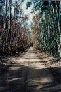 eucalyptus